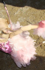 Doggy Style: Halloween Parade is Top Dog