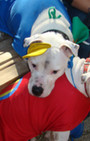 Doggy Style: Halloween Parade is Top Dog