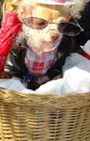 Doggy Style: Halloween Parade is Top Dog