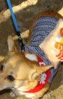 Doggy Style: Halloween Parade is Top Dog