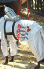 Doggy Style: Halloween Parade is Top Dog
