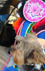 Doggy Style: Halloween Parade is Top Dog