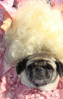 Doggy Style: Halloween Parade is Top Dog