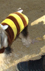 Doggy Style: Halloween Parade is Top Dog