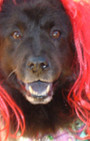 Doggy Style: Halloween Parade is Top Dog