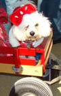 Doggy Style: Halloween Parade is Top Dog