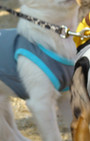 Doggy Style: Halloween Parade is Top Dog