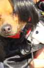 Doggy Style: Halloween Parade is Top Dog