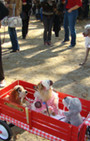Doggy Style: Halloween Parade is Top Dog