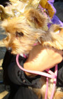 Doggy Style: Halloween Parade is Top Dog
