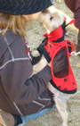 Doggy Style: Halloween Parade is Top Dog