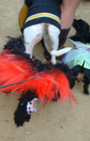 Doggy Style: Halloween Parade is Top Dog