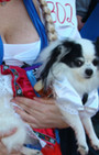 Doggy Style: Halloween Parade is Top Dog