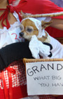 Doggy Style: Halloween Parade is Top Dog