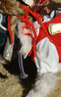 Doggy Style: Halloween Parade is Top Dog
