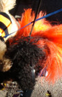 Doggy Style: Halloween Parade is Top Dog