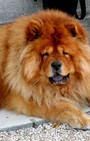 Looking Like Your Dog Is So Chic in Paris