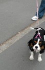 Looking Like Your Dog Is So Chic in Paris