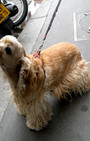 Looking Like Your Dog Is So Chic in Paris