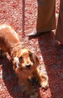 Looking Like Your Dog Is So Chic in Paris