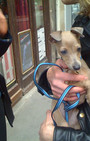 Looking Like Your Dog Is So Chic in Paris