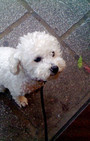 Looking Like Your Dog Is So Chic in Paris
