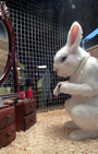 Village Pet Store and Charcoal Grill - Banksy, with a side of fashion disturbia