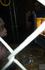 Village Pet Store and Charcoal Grill - Banksy, with a side of fashion disturbia