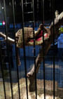 Village Pet Store and Charcoal Grill - Banksy, with a side of fashion disturbia