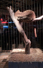 Village Pet Store and Charcoal Grill - Banksy, with a side of fashion disturbia