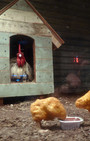 Village Pet Store and Charcoal Grill - Banksy, with a side of fashion disturbia