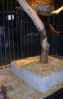 Village Pet Store and Charcoal Grill - Banksy, with a side of fashion disturbia
