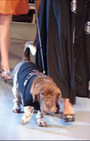 Pet Fashion Week - dog fashion show