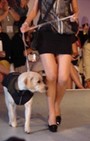 Pet Fashion Week - dog fashion show