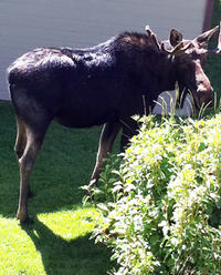 Ready for his close-up: Sharon's bull moose visitor at her vacation place-- his family followed later! Ready for his close-up: Sharon's bull moose visitor at her vacation place-- his family followed later!