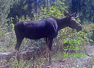 Moose-of-the-Moment-and-Musings-from-the-West_blog_image Moose-of-the-Moment-and-Musings-from-the-West_blog_image